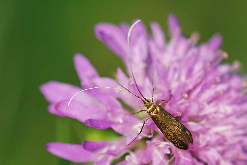 Farfalla dorata da ID. - Nemophora sp. ( Adelidae)